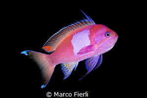 Square Spot Anthias
 by Marco Fierli 